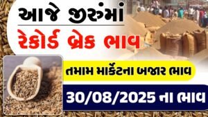 cumin market price