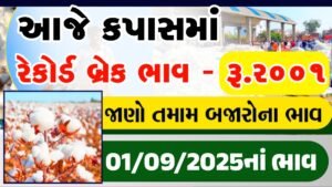 Cotton prices rise