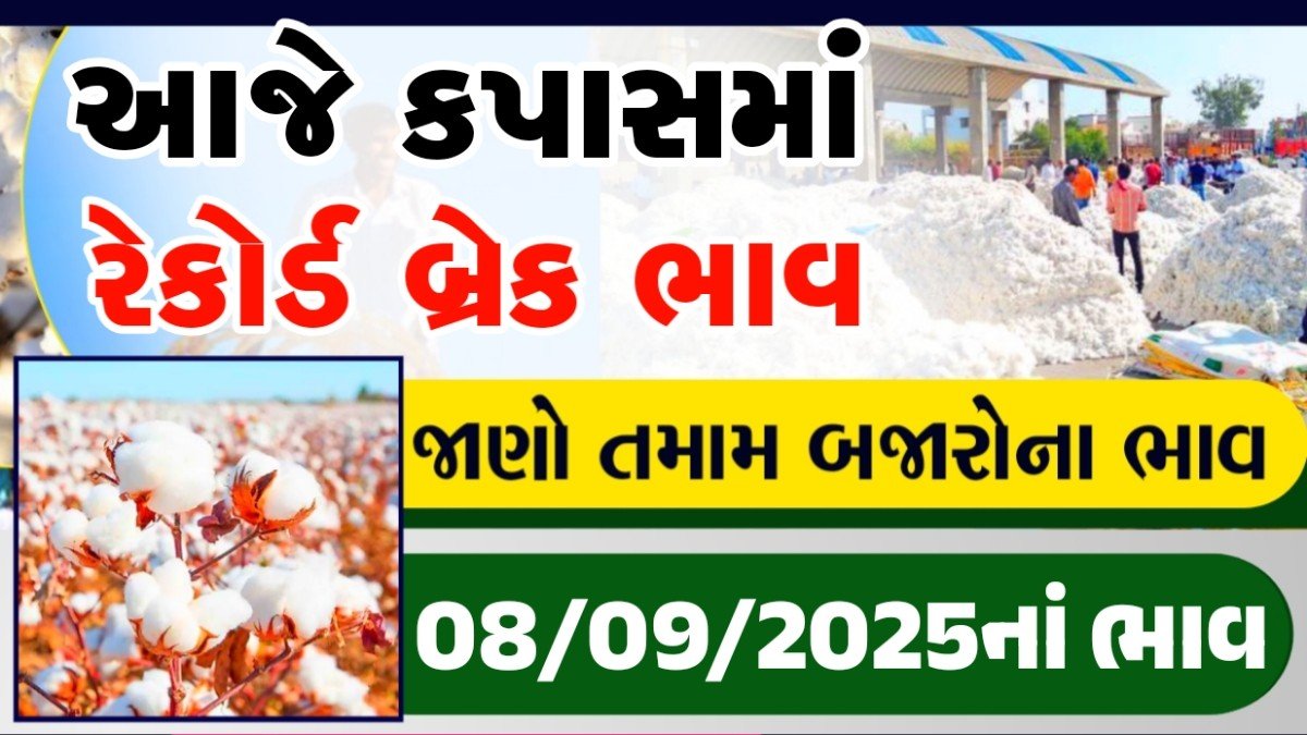 kapas bhav botad