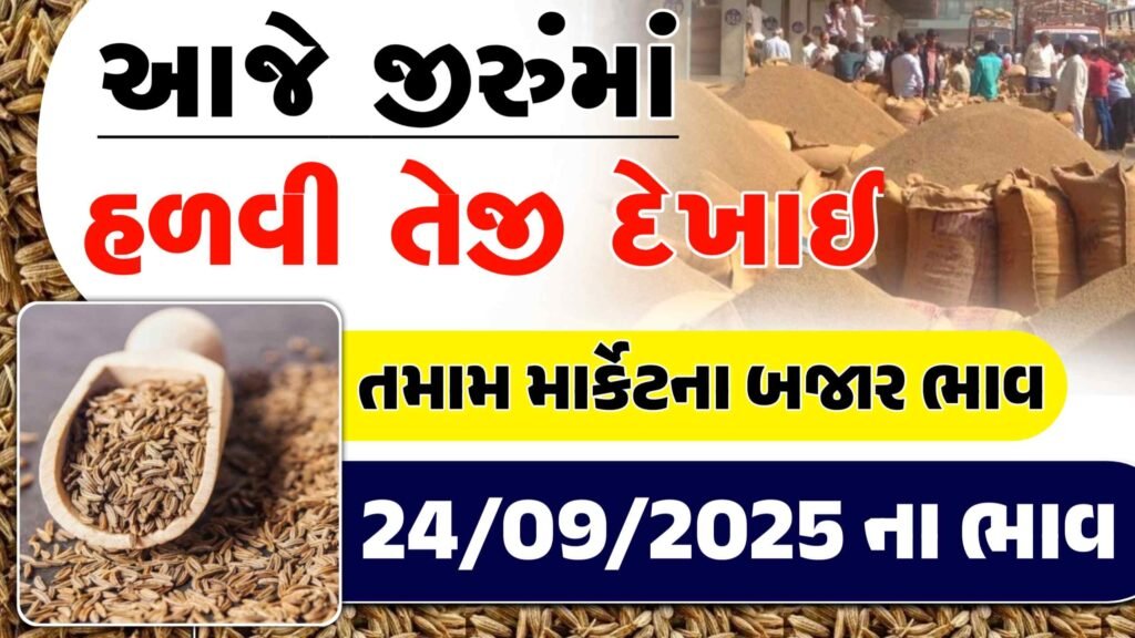 jeera market price