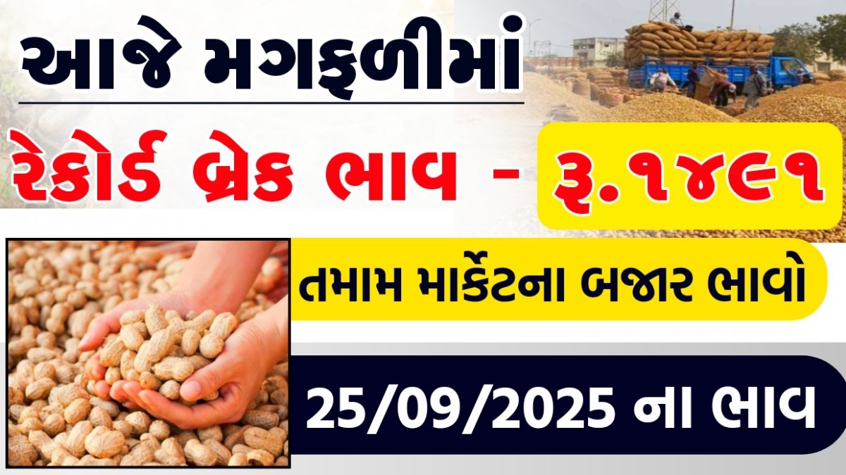 magfali bhav gujarat