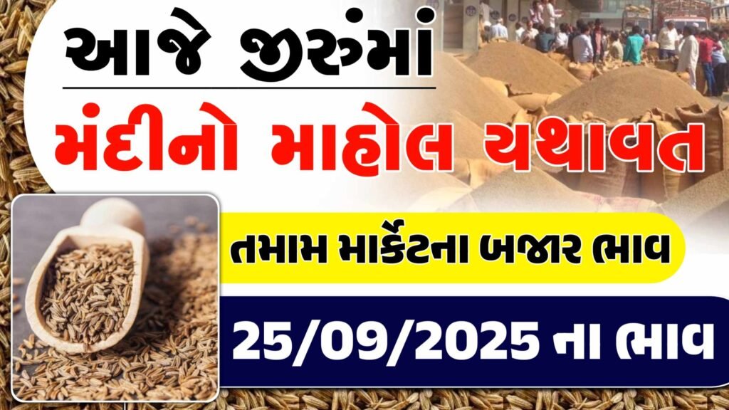 jeera price today