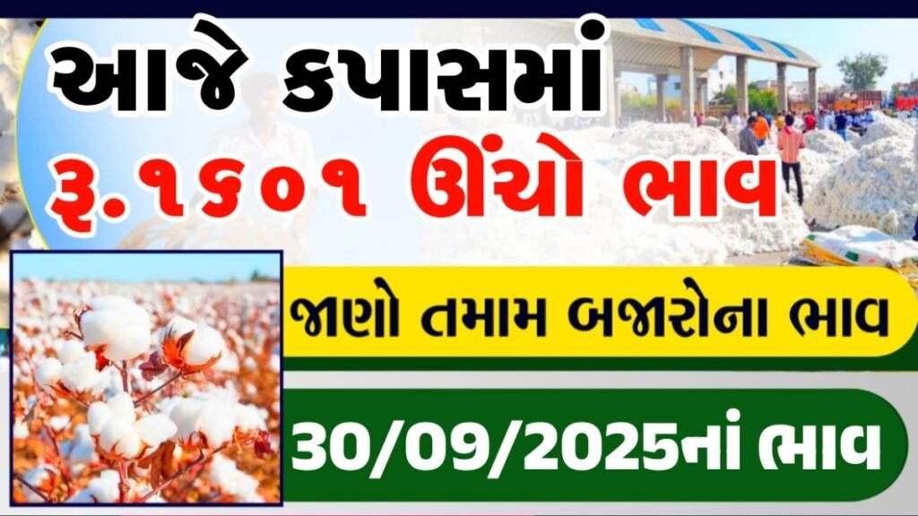 કપાસમાં ઉચો ભાવ