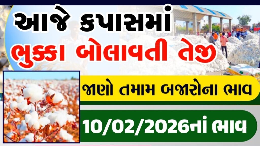 kapas bhav today gujarat
