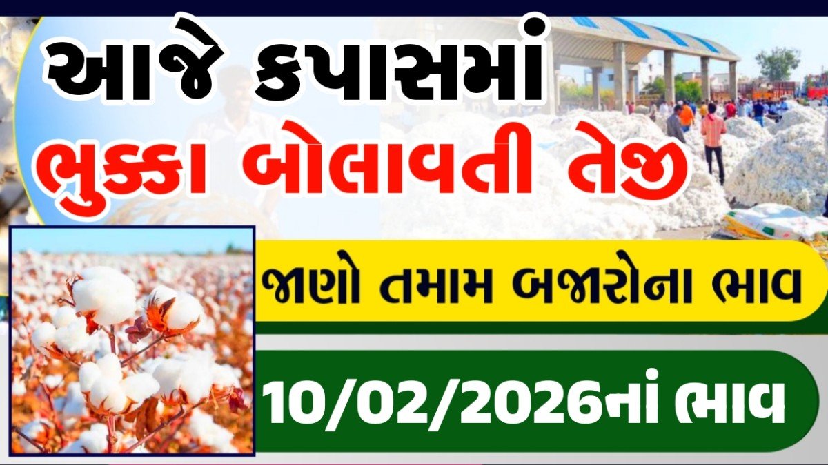 kapas bhav today gujarat